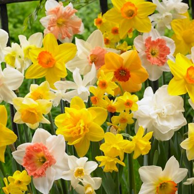 Van Zyverden Daffodils Kitchen Sink Mix Qty Landscape, Set of 400 Bulbs