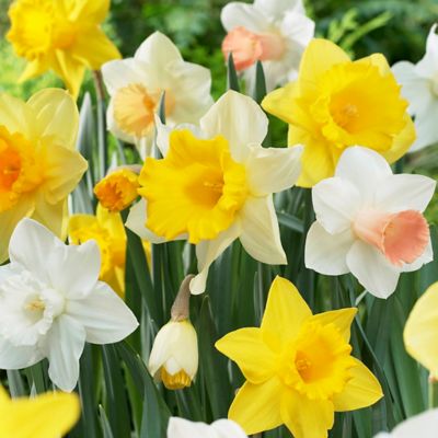 Van Zyverden Daffodils Naturalizing Dream Mix Landscape, Set of 400 Bulbs