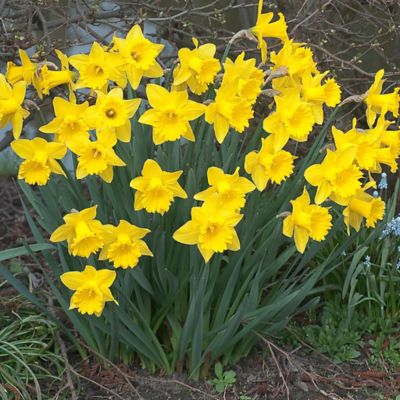 Van Zyverden Daffodils Dutch Master Quantity Landscape, Set of 400 Bulbs