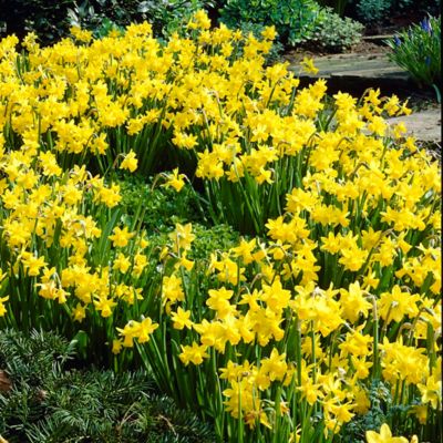 Van Zyverden Daffodils Tete A Tete Quantity Landscape, Set of 600 Bulbs