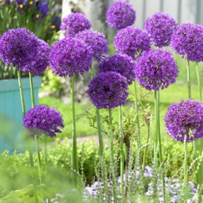 Van Zyverden Allium Purple Sensation Quantity Landscape, Set of 600 Bulbs