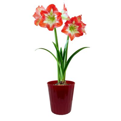 Van Zyverden Amaryllis Minerva Decorative Red Plastic Planter Kit, Set ...