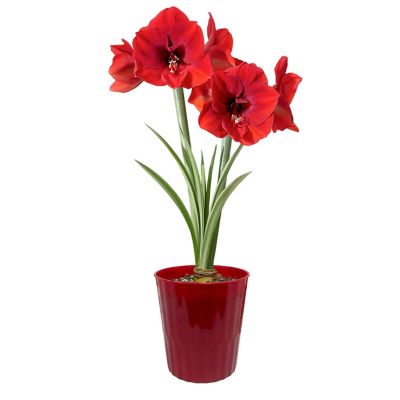 Van Zyverden Amaryllis Red Lion Decorative Red Plastic Planter Kit, Set of 1 Bulb