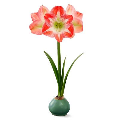 Van Zyverden Green Waxed Amaryllis Minerva Indoor Bulb, Set of 1 Bulb