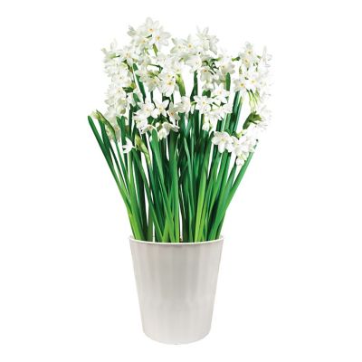 Van Zyverden Paperwhite Decorative White Plastic Planter Kit, Set of 3 Bulbs