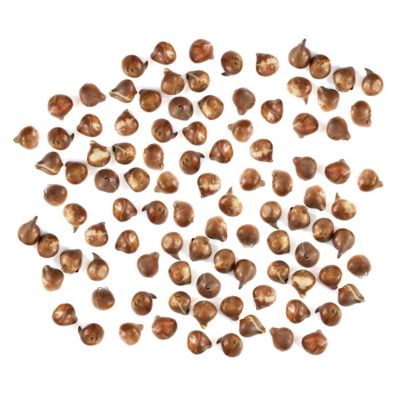 National Plant Network Tulip White Prince Bulbs, 100 pk.