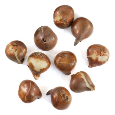 National Plant Network Tulip Candy Prince Bulbs, 10 pk.