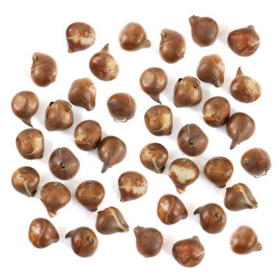 National Plant Network Tulip Tiramisu Bulbs, 40 pk.