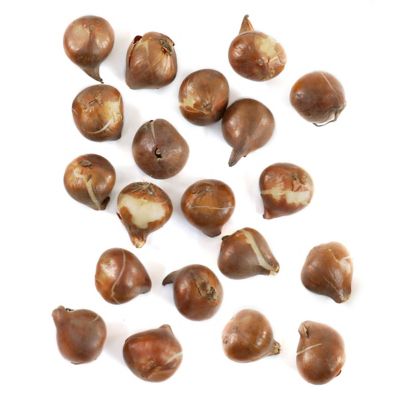 National Plant Network Ice Cream Tulip Bulbs, 20 pk.