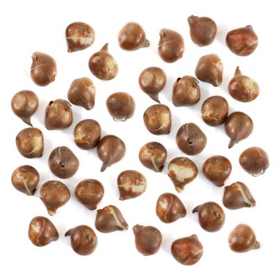 National Plant Network Tulip Foxtrot Bulbs, 40 pk.