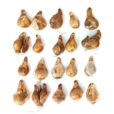 National Plant Network Daffodil Ferris Wheel Bulbs, 20 pk.
