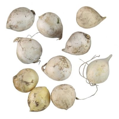 National Plant Network Allium Cameleon Bulbs, 10 pk.