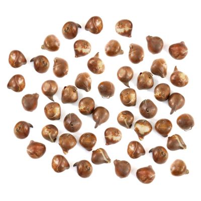 National Plant Network Tulip White Prince Bulbs, 50 pk.