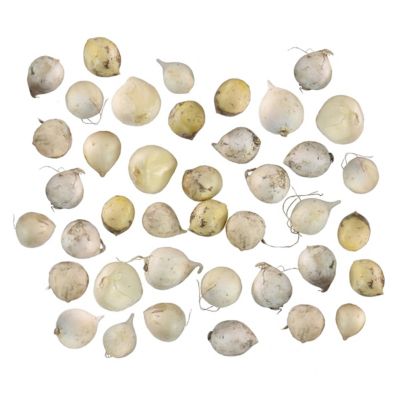 National Plant Network Allium Cameleon Bulbs, 40 pk.