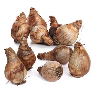 National Plant Network Daffodil Ferris Wheel Bulbs, 10 pk.