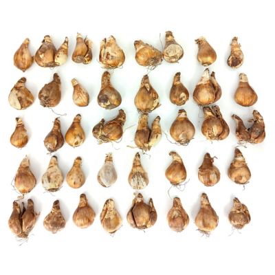 National Plant Network Daffodil Tete a Tete Bulbs, 40 pk.