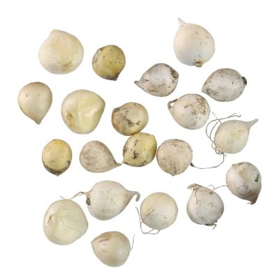 National Plant Network Allium Cameleon Bulbs, 20 pk.