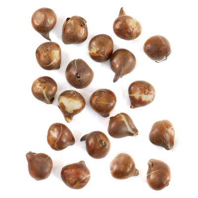 National Plant Network Tulip Strong Love Bulbs, 20 pk.