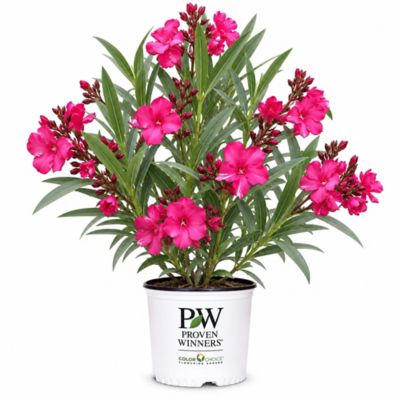 Proven Winners 2 gal. Ole! Bicolor Red Oleander Shrub
