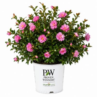 Proven Winners 2 gal. Just Chill Double Pink Camellia Shrub