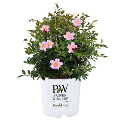 Proven Winners 2 gal. Just Chill Red Tip Camellia Shrub