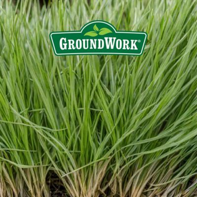 Image showing  25 lb. 10,000 sq. ft. Bermudagrass Grass Seed