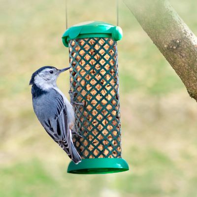 Image showing  Bluebird Suet Bird Food Nuggets, 27 oz.