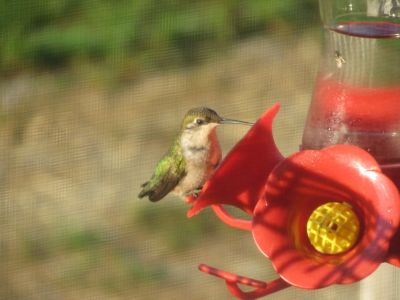 Image showing  8 oz. Pinch-Waist Glass Hummingbird Nectar Feeder