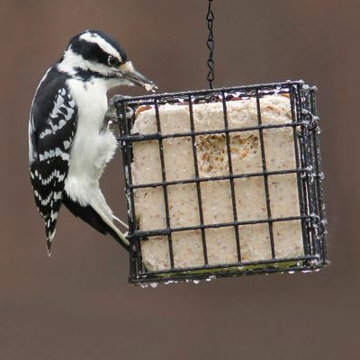 Image showing  1 Cake Capacity Deluxe Suet Bird Feeder