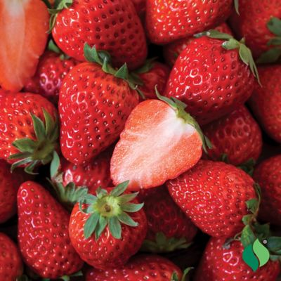 Image showing  Bag O'Blooms Strawberry Plants, 10 pc.