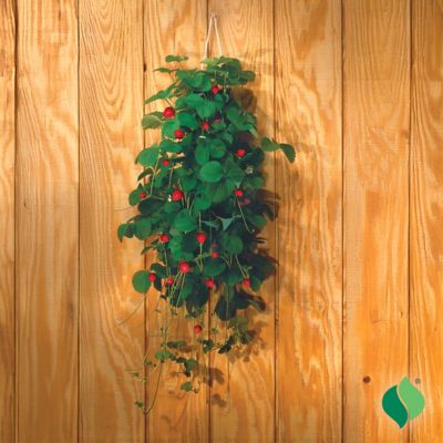 Image showing  Bag O'Blooms Strawberry Plants, 10 pc.