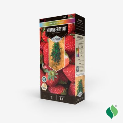 Image showing  Bag O'Blooms Strawberry Plants, 10 pc.