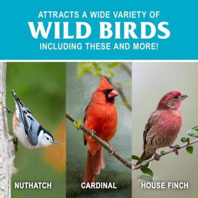 Image showing  Safflower Wild Bird Food