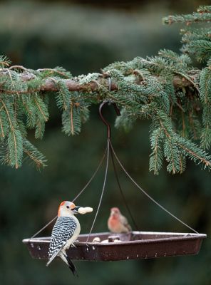 Image showing  6 lb. 3-in-1 Platform Bird Feeder