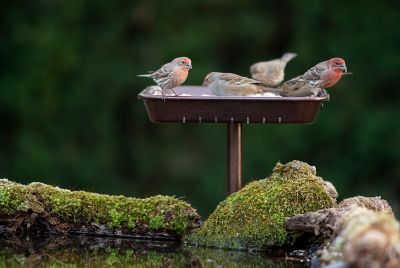 Image showing  6 lb. 3-in-1 Platform Bird Feeder