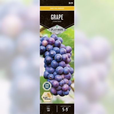 DeGroot Grape Concord