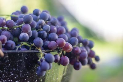 Image showing  Grape Concord