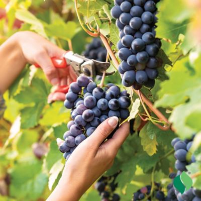 Image showing  Grape Concord