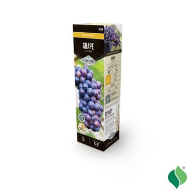 Image showing  Grape Concord