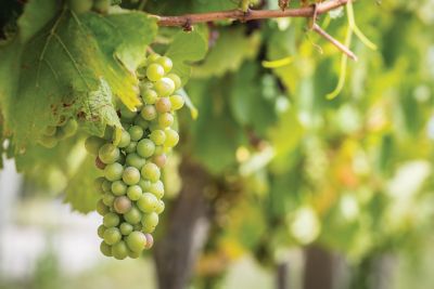 Image showing  Grape Niagara