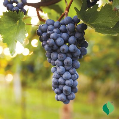 Image showing  Grape Beta