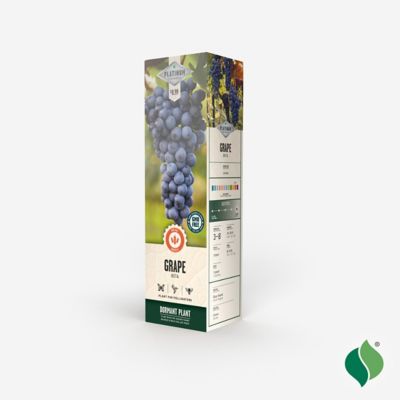 Image showing  Grape Beta