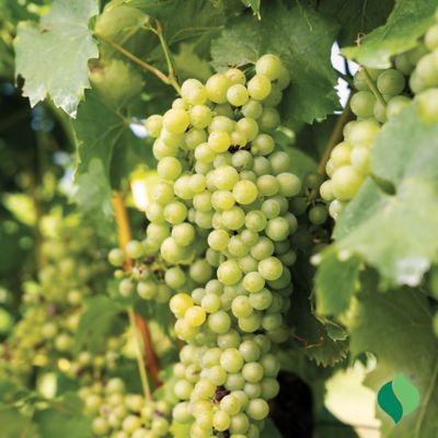 Image showing  Grape Elvira