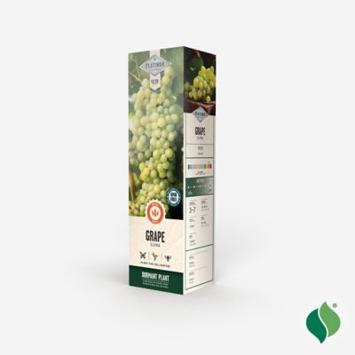 Image showing  Grape Elvira