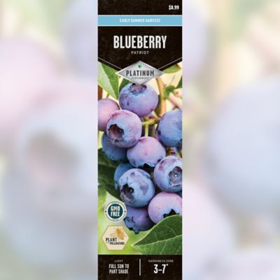 DeGroot Blueberry Patriot
