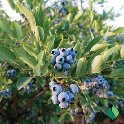 Image showing  Blueberry Patriot