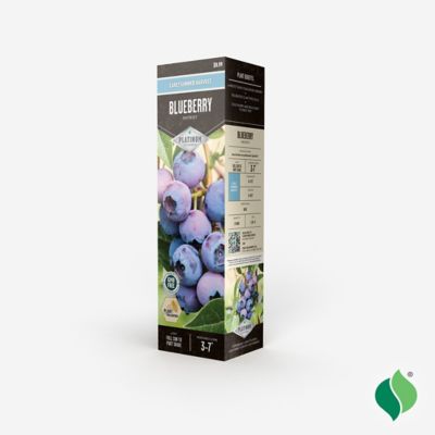 Image showing  Blueberry Patriot