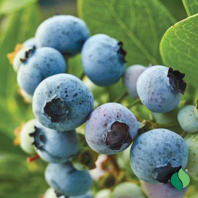 Image showing  Blueberry Northland