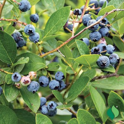 Image showing  Blueberry Northland
