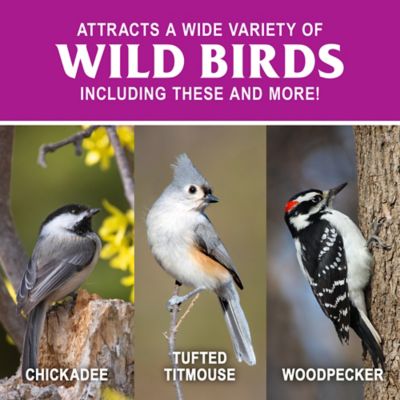 Image showing  Hi-Energy Suet Cakes